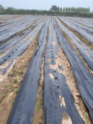 김영례님의 기타작물 · 영농일지 작성글 사진