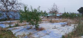 평상심님의 복숭아 · 영농일지 작성글 사진