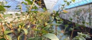 류근택님의 블루베리 · 영농일지 작성글 사진