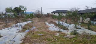 평상심님의 복숭아 · 영농일지 작성글 사진