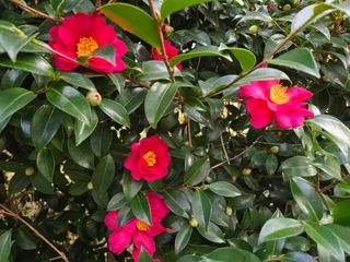 Captain김상곤님의 귤 · 영농일지 작성글 사진