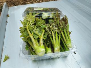 서충열님의 기타작물 · 영농일지 작성글 사진