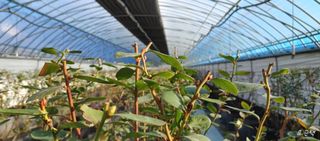 류근택님의 블루베리 · 영농일지 작성글 사진