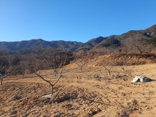 콩7431(팔공산)님의 기타작물 · 영농일지 작성글 사진