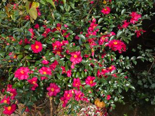 Captain김상곤님의 귤 · 영농일지 작성글 사진