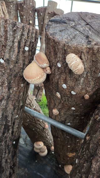 한밭농원님의 버섯 · 영농일지 작성글 사진