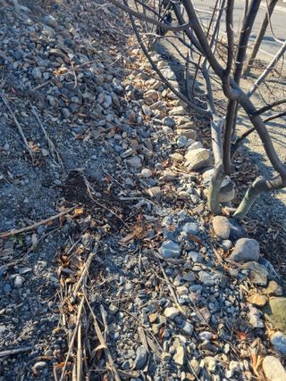 김용대님의 기타작물 · 영농일지 작성글 사진