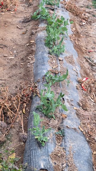 한밭농원님의 버섯 · 영농일지 작성글 사진