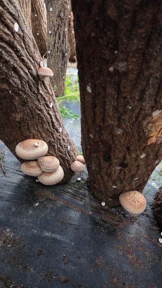 한밭농원님의 버섯 · 영농일지 작성글 사진