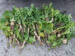 서충열님의 기타작물 · 영농일지 작성글 사진