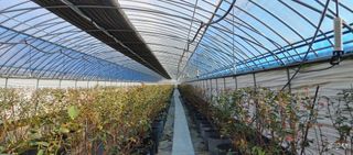 류근택님의 블루베리 · 영농일지 작성글 사진