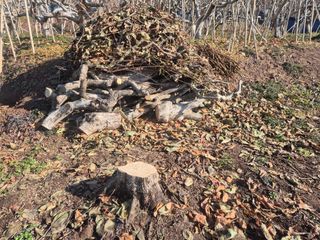 최진일님의 감 · 영농일지 작성글 사진