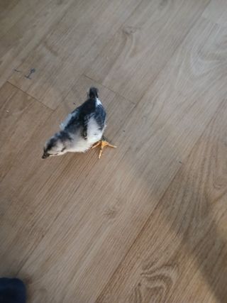 은행5k35000원님의 기타작물 · 영농일지 작성글 사진