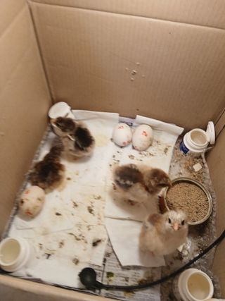 은행5k35000원님의 콩 · 영농일지 작성글 사진