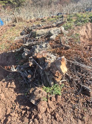 최진일님의 감 · 영농일지 작성글 사진