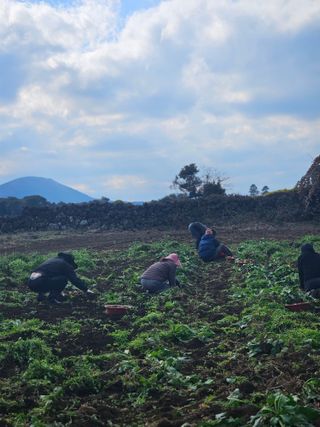 평대돌담농장님의 감자 · 영농일지 작성글 사진