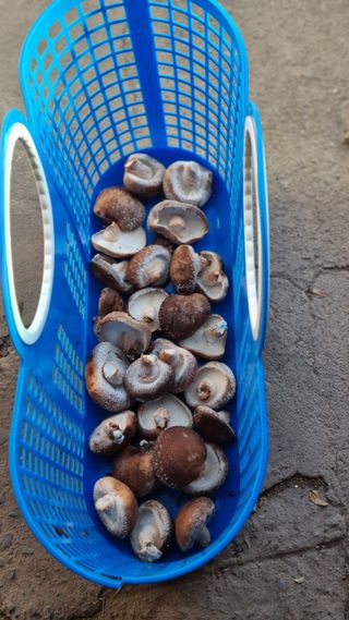 김동명님의 버섯 · 영농일지 작성글 사진