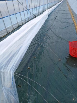 조영임님의 기타작물 · 영농일지 작성글 사진