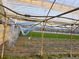 정기호님의 기타작물 · 영농일지 작성글 사진