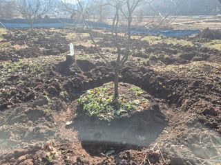 최진일님의 감 · 영농일지 작성글 사진