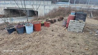 장정규님의 복숭아 · 영농일지 작성글 사진