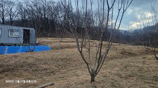 장정규님의 복숭아 · 영농일지 작성글 사진