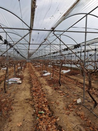 양파17006님의 기타작물 · 영농일지 작성글 사진