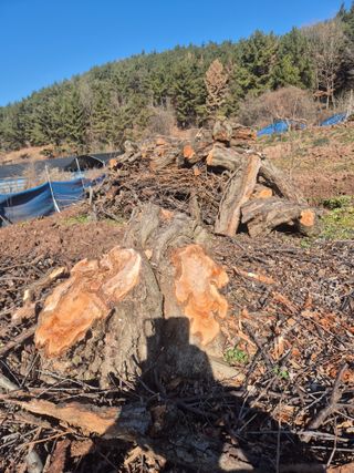 최진일님의 감 · 영농일지 작성글 사진