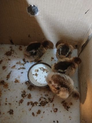 은행5k35000원님의 콩 · 영농일지 작성글 사진