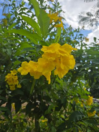 최동수님의 기타작물 · 영농일지 작성글 사진