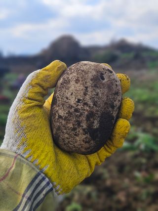 평대돌담농장님의 감자 · 영농일지 작성글 사진