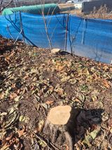 팜모닝 감·영농일지 게시글 이미지