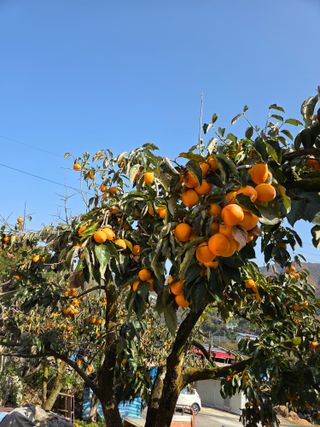 노인환님의 기타작물 · 영농일지 작성글 사진