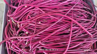 이동훈님의 고구마 · 영농일지 작성글 사진