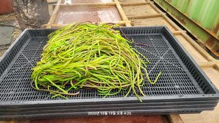 이동훈님의 고구마 · 영농일지 작성글 사진