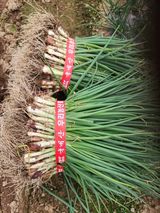 팜모닝 파·영농일지 게시글 이미지