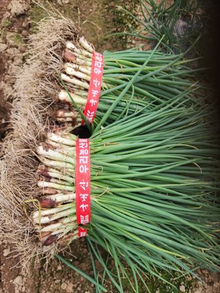 김저팔계님의 작성글 사진