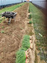 김저팔계님의 작성글 사진