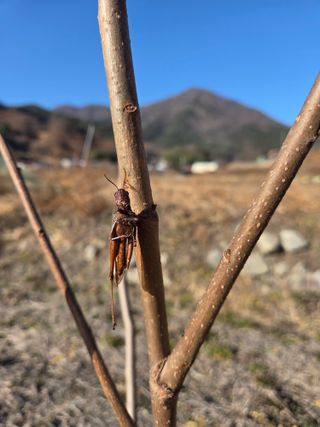 노인환님의 기타작물 · 영농일지 작성글 사진