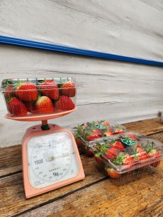 박정일님의 딸기 · 영농일지 작성글 사진