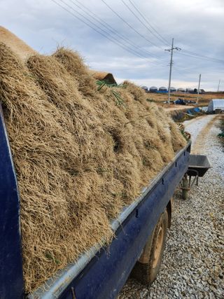 김저팔계님의 파 · 영농일지 작성글 사진