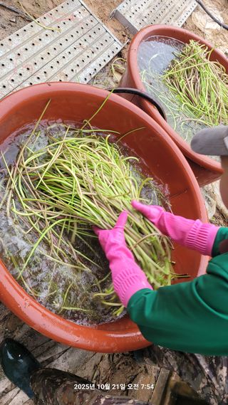 이동훈님의 고구마 · 영농일지 작성글 사진