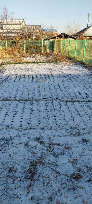 주말 텃밭 농부님의 기타작물 · 영농일지 작성글 사진