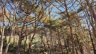 조동식님의 두릅 · 영농일지 작성글 사진