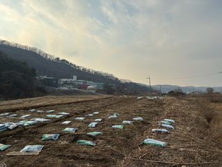 백용구님의 두릅 · 영농일지 작성글 사진