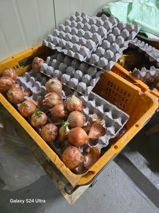 소병찬님의 호박 · 영농일지 작성글 사진