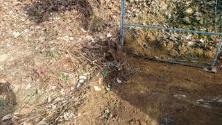 이순기님의 두릅 · 영농일지 작성글 사진