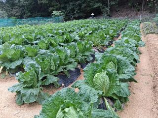 한건택님의 기타작물 · 영농일지 작성글 사진