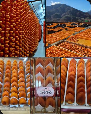 솔말골농원님의 감 · 영농일지 작성글 사진