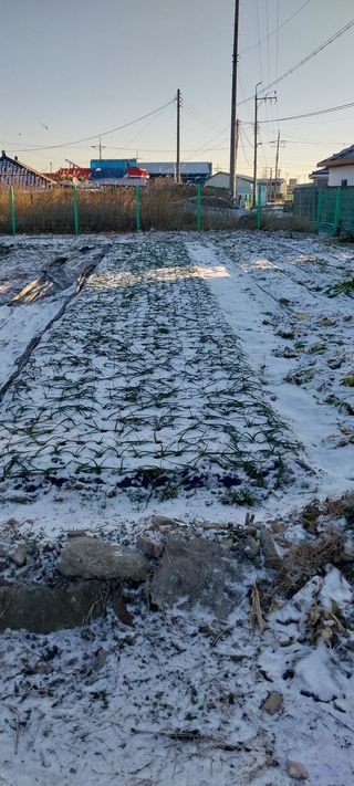 주말 텃밭 농부님의 기타작물 · 영농일지 작성글 사진